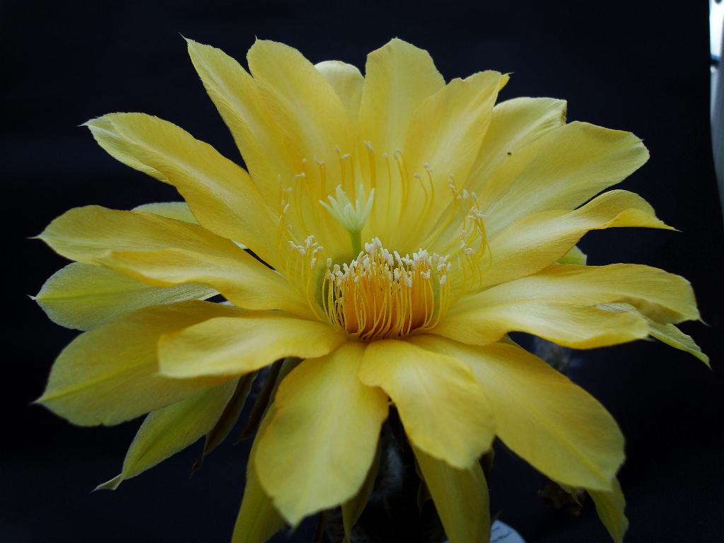 Eigene Echinopsis/Charlemagne 4.0.jpg